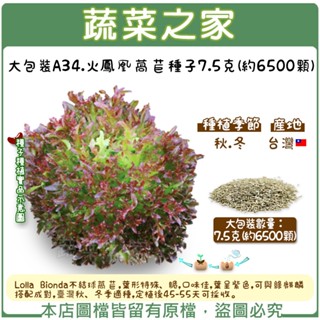【蔬菜之家滿額免運】大包裝A34.火鳳凰萵苣種子7.5克(約6500顆) 葉菜種子 蔬菜種子