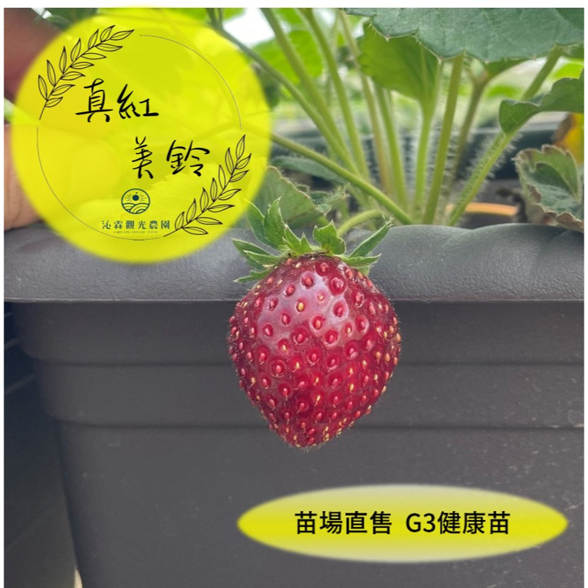 真紅美鈴草莓苗 黑草莓 甜度高 特色品種 【最低10株出貨，可混搭品種】