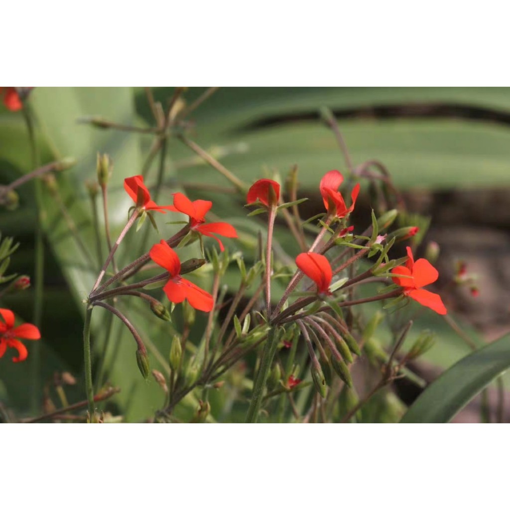 【塊根英雄】紅花楓葉洋葵種子/湯加洋葵/Pelargonium tongaense/美麗紅花及楓葉形