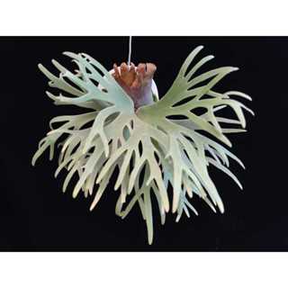 侏儒爪哇-細菌孢子苗 P. willnckii 'Bacteria' sporeling 鹿角蕨