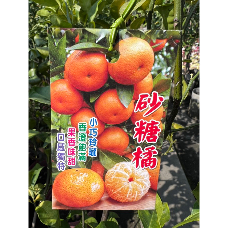 頂耀園藝 砂糖橘大苗8吋盆 高度70-90公分
