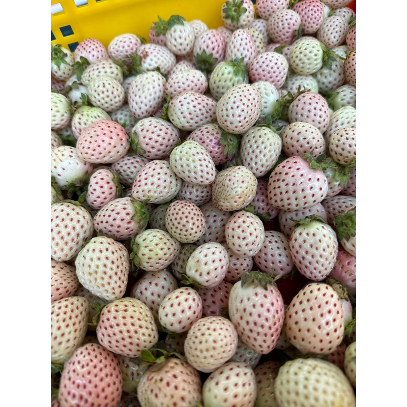 台灣超級可愛 小白草莓一籃 2.5台斤