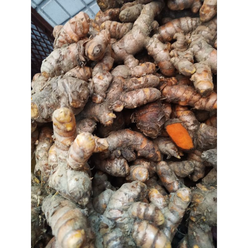 KUNYIT   MERAH  FREEs 新鮮的紅薑黃