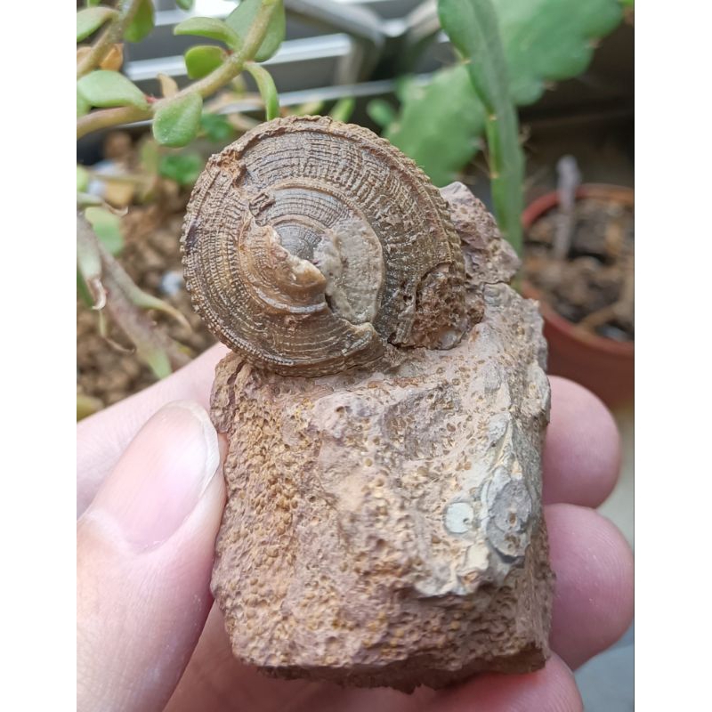 [程石] 德國森根塔爾  翁戎螺貝殼化石