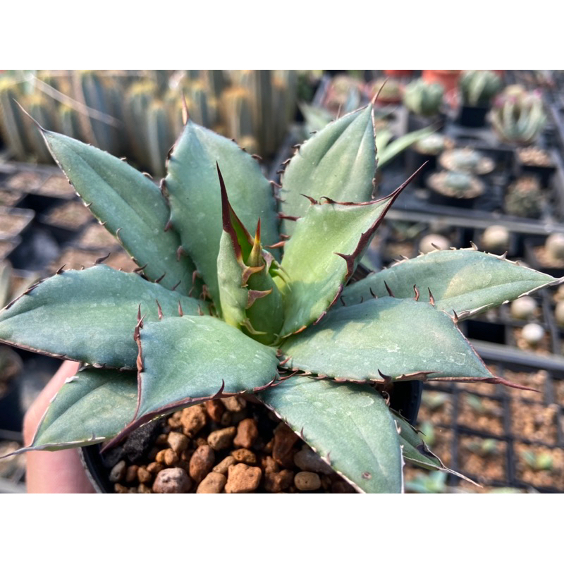赤鬼 嚴龍 agave titanota 龍舌蘭/ 3.5吋 /奧莉諾多肉園