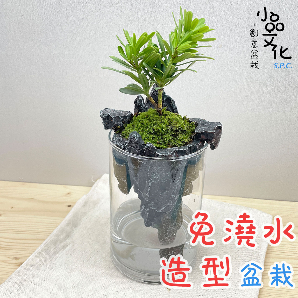 【小品文化】晶鑽羅漢松【現貨】仿真石景免澆水盆栽 懶人盆栽 觀葉植物 室內植物 自動吸水 創意花盆 居家辦公盆花