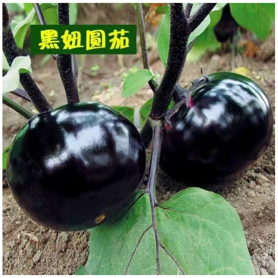 ✨✨超多款 茄子種子 四季種植種子 雞蛋白茄 綠園茄 綠長茄種子 高產型蔬菜種子可多次採摘