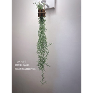 ｜Lin。好｜空氣鳳梨吊飾 人造植物。仿真植物 。台灣現貨