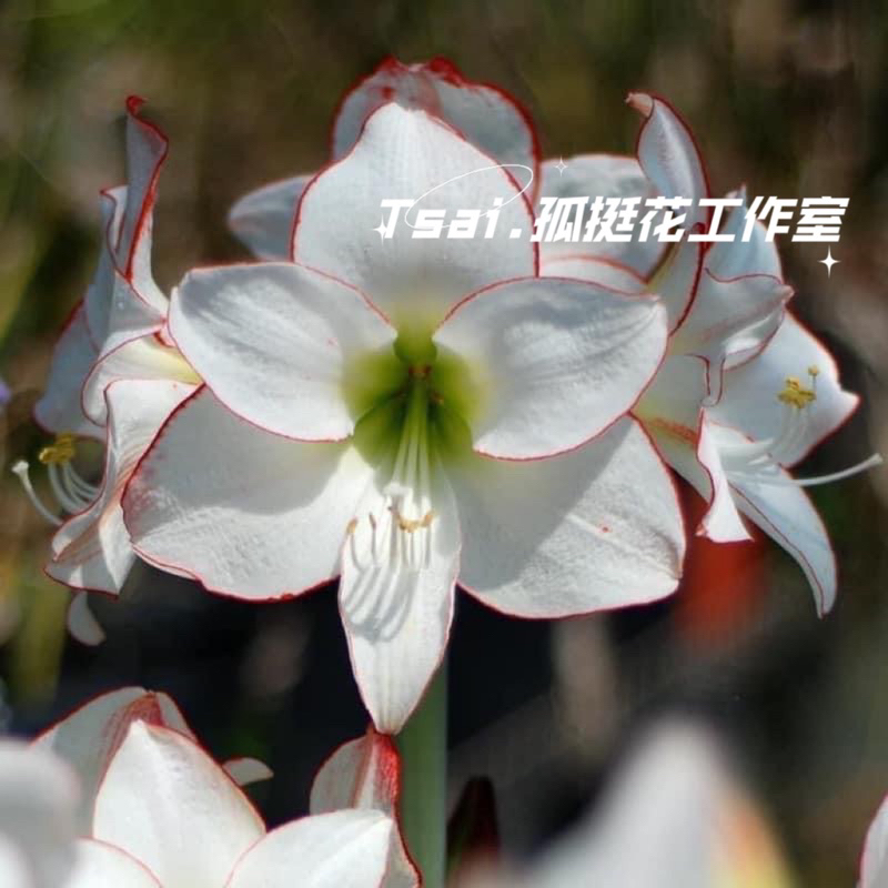 ［Tsai.孤挺花工作室] No.76 鑲邊香石竹 Picotee 單瓣 孤挺花 Amaryllis 白紅色系