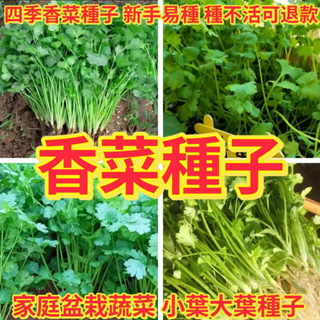 🌻向友農種業🌻【香菜種子】四季香料作料庭院蔬菜種子 大葉小葉香菜 芫荽種子 四季易種易活不發芽可退款多買多送