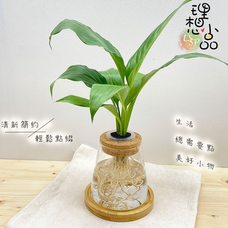 【理想小品】白鶴芋【現貨】水耕盆栽 玻璃圓錐瓶 無土種植 簡單種植 觀葉植物 室內植物 飾品 創意花盆 盆栽