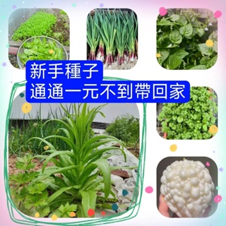 💥💥【新手種植種子】蔬菜種子 短期 快菜 葉菜 小白菜 空心菜 芫荽 香菜 櫻桃蘿蔔 九層塔 莧菜 萵苣 茼蒿 蔥 菠菜