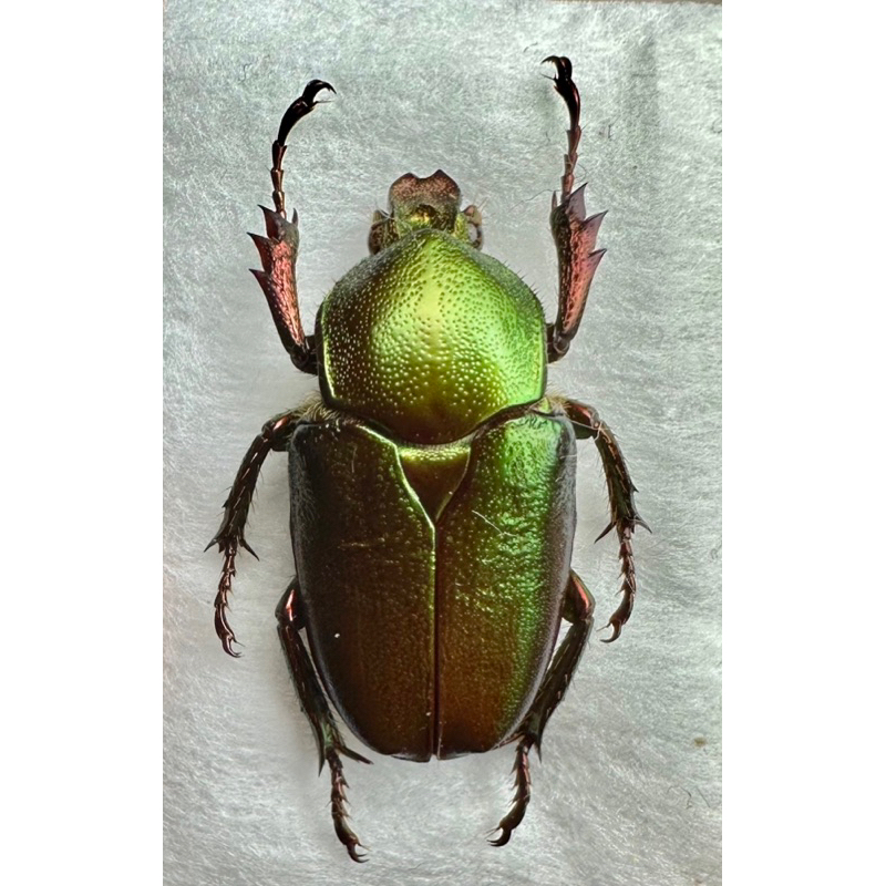 昆蟲標本（死的非活體） Theodosia viridiaurata 兜型金龜 母蟲