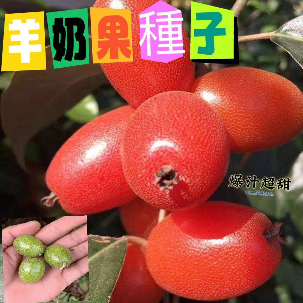 🌻🔥【羊奶果種子】稀有品種羊奶果  陽台盆栽 高產水果 牛奶果胡頹子德甜二號羊奶子果樹種子易養活樹苗/羊奶果苗