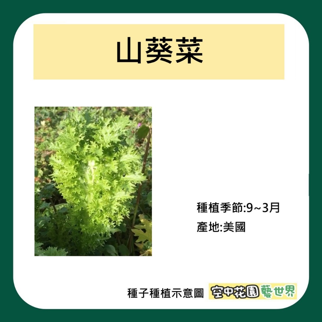 【台灣出貨 電子發票】山葵菜 種子 250顆 哇沙米 生菜 水耕 涼拌 菜籽 空中花園藝世界