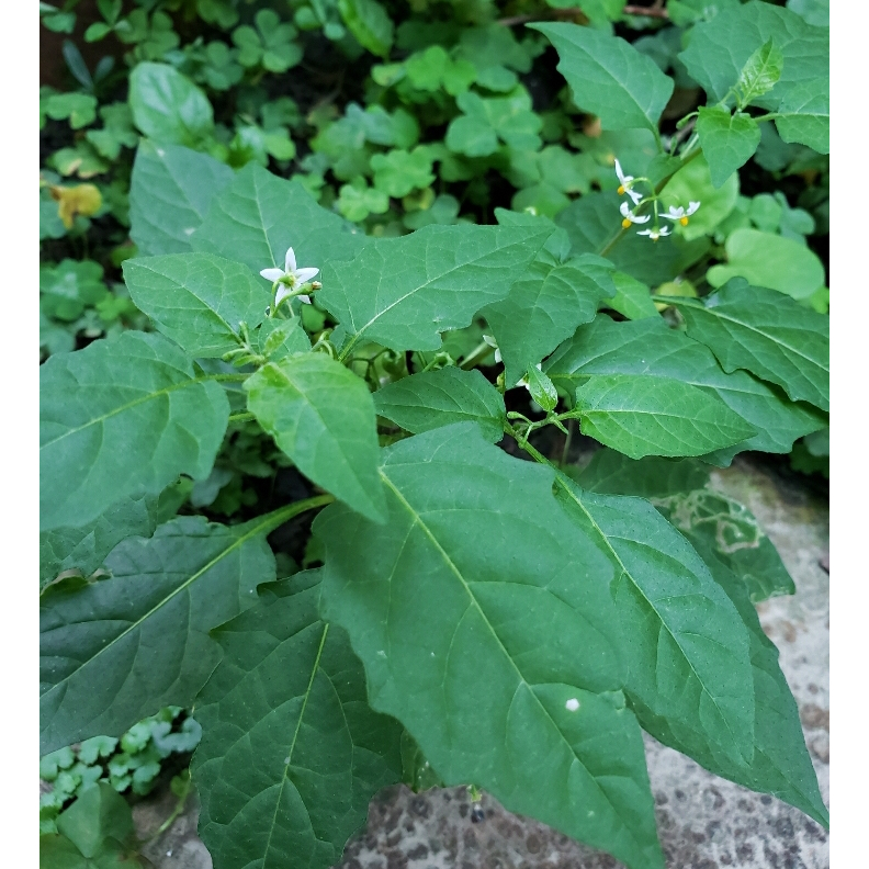 草禾綠果 1元台灣新鮮(顏色真的不一樣) 龍葵種子&lt;滿額送&gt;黑甜菜 黑珠仔 烏甜仔菜 種子 原住民經常食用野菜種子