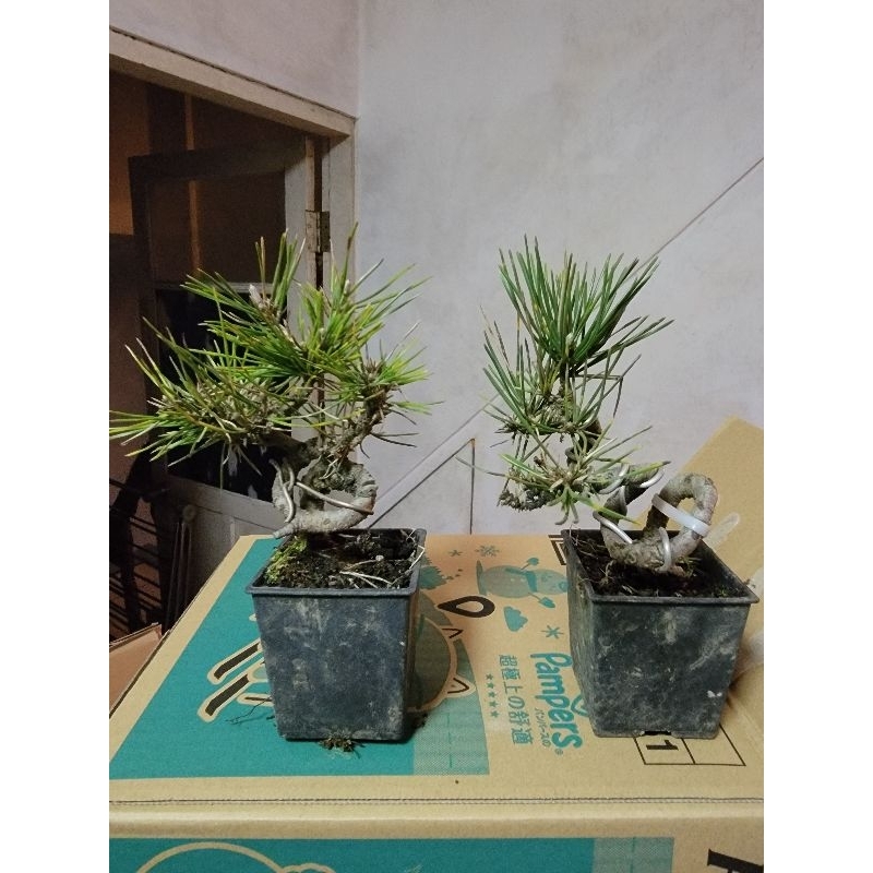 【植物基地】造型日本黑松盆栽 小品盆栽 常綠喬木 綠化植物 觀葉植物