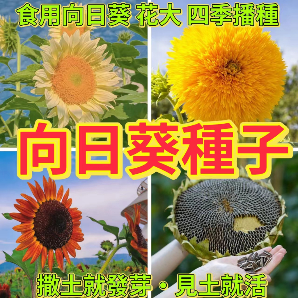 🔥向日葵花種子🍓矮生觀賞葵花 食用葵花種子 易活太陽花種子 四季可養活 盤栽種子