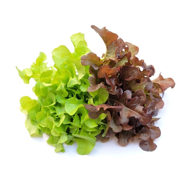 (紅綠二色)沙拉缽萵苣混合種子~Salad Bowl Lettuce~生菜首選品種