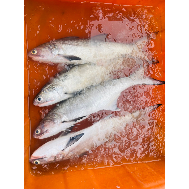 野生海魚 新鮮 真空 冷凍 屏東 東港 漁獲 海魚 現流
