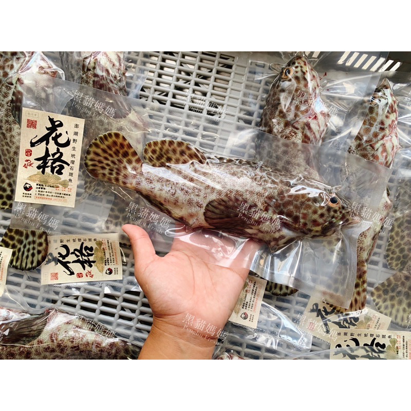 【黑貓媽媽】澎湖野生玳瑁石斑魚 極鮮💯海釣級 玳瑁石斑 格仔 澎湖野生魚 澎湖縣縣魚 花格 清蒸海魚