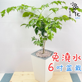 【小品文化】進財樹【現貨】6吋磚紋免澆水盆栽 觀葉植物 室內植物 喜氣植物 創意花盆 開店送禮 居家辦公盆花