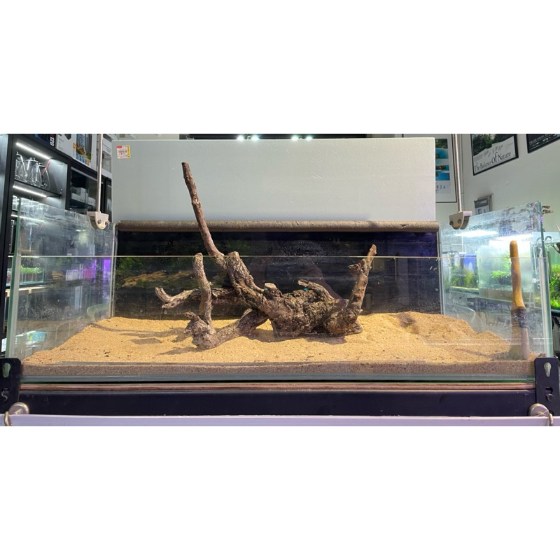 👑二王子水景設計👑#2 水草造景/異形/鼠魚海芙蓉