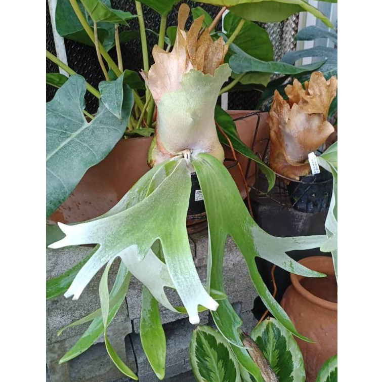 【埔茂花市】✦ 4吋 安地斯交爪哇鹿角蕨 P.andinum x willinckii 雨林植物 網紅植物