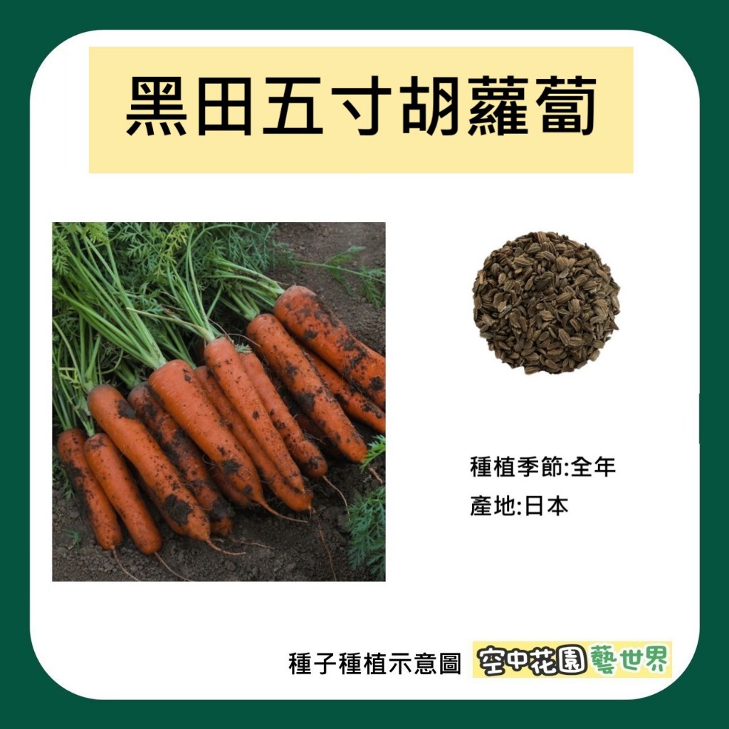【台灣出貨 電子發票】胡蘿蔔 種子 黑田五寸人參 3.2g(約1800顆) 菜籽 種子 紅蘿蔔 蘿蔔 空中花園藝世界