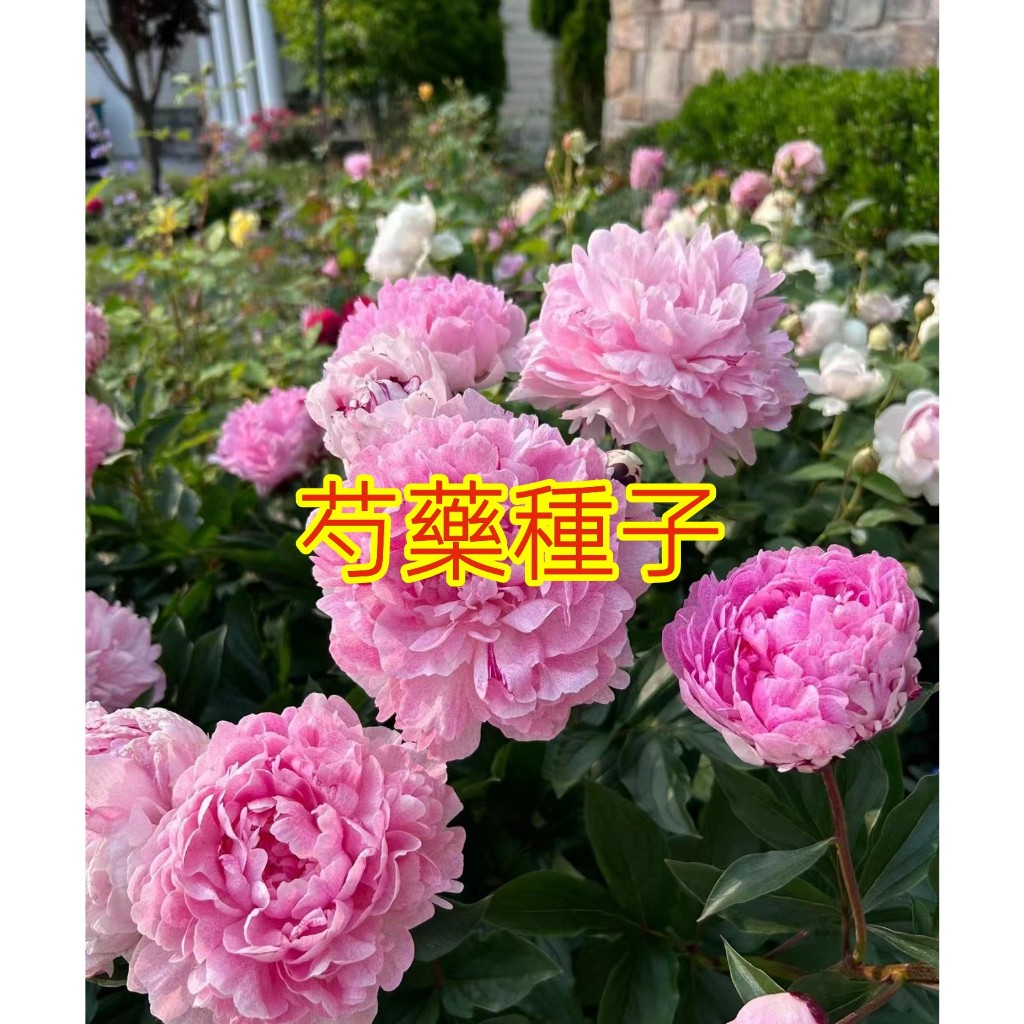 🌱【馥郁】多款芍藥種子 四季種植 新娘 赫本 大富貴 室內陽臺庭院花卉