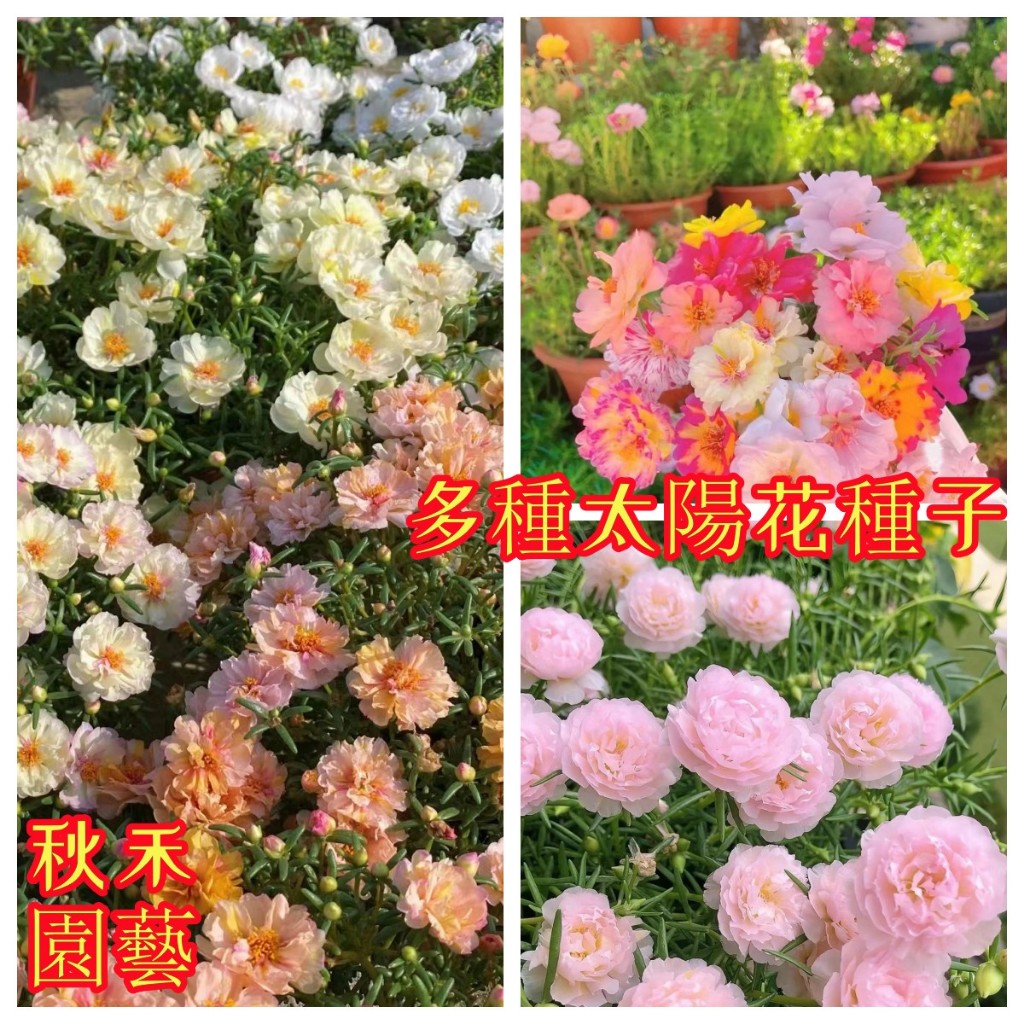 🌷【太陽花種子】 太陽花種子 四季播種室內外陽臺種植 太陽花四季花卉種子大全花卉種子