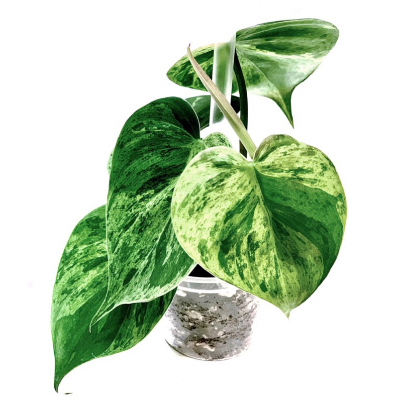 大理石心葉/斑葉蔓綠絨 Philodendron hederaceum 'Variegated'/頂芽/多葉