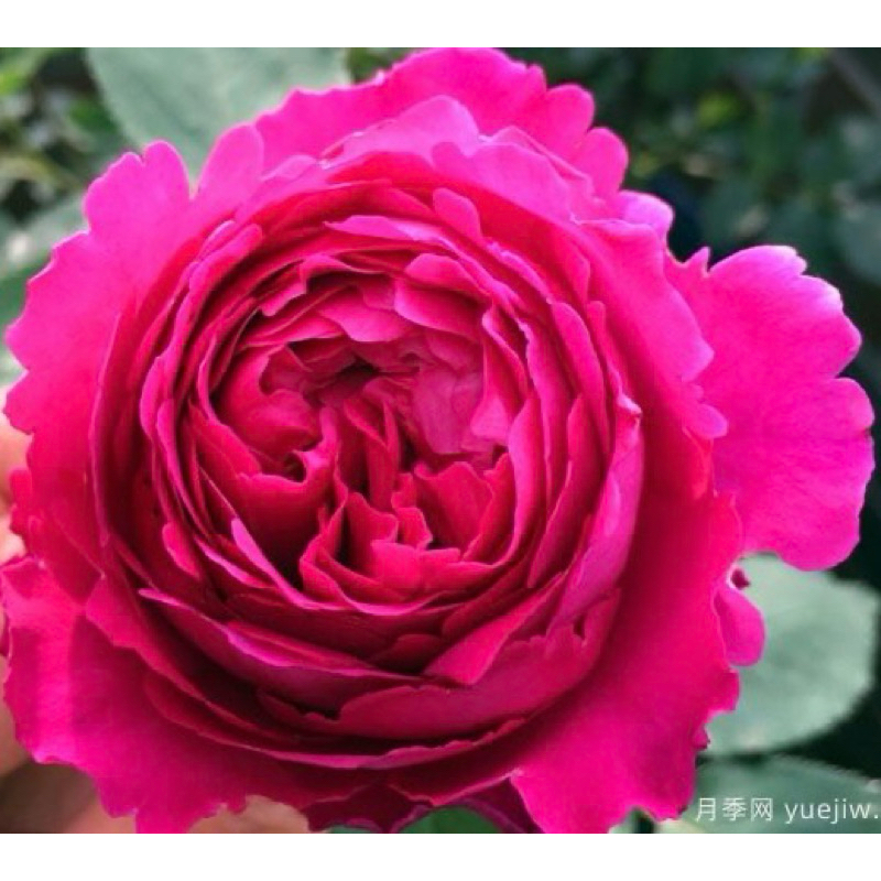 玫瑰花🌹伊芙系列.強香.伊芙芳香情迷玫瑰花🌹使用玫瑰專用土