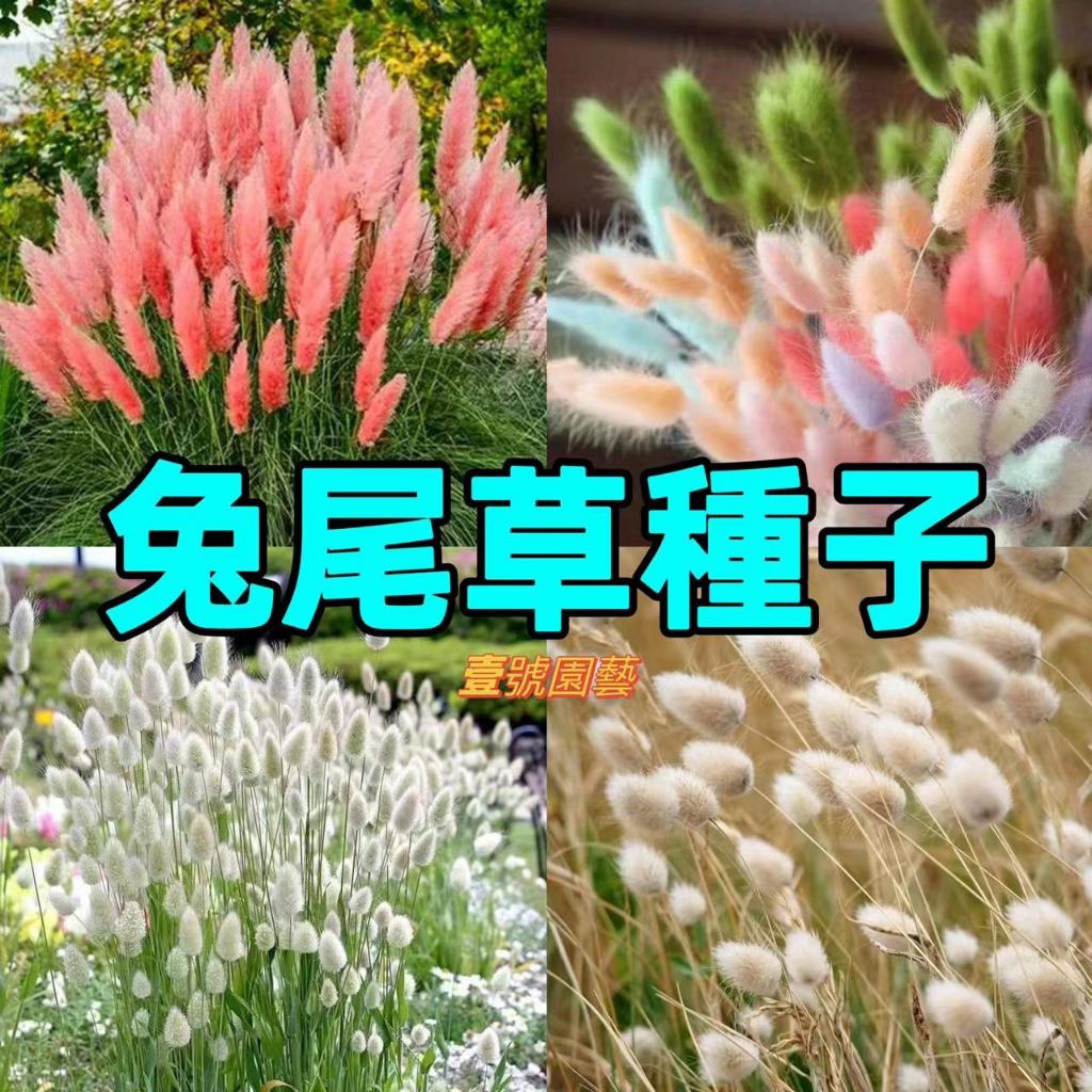 💎兔尾草種子💎美人草種子 狗尾巴草種子 觀賞草種子 觀賞草坪 庭院草坪 庭院造景 庭院花卉 干花 插花 台灣發貨 免運