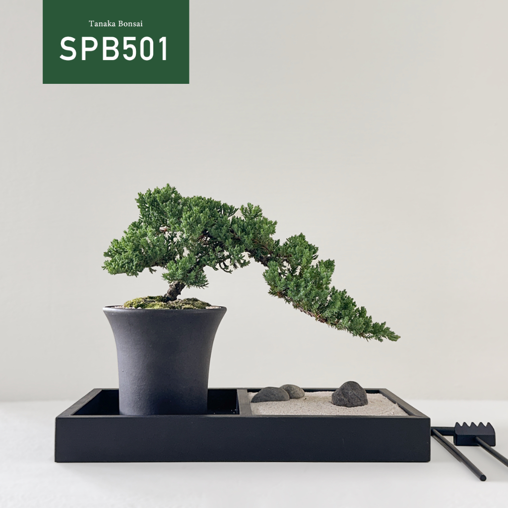 【Tanaka Bonsai】SPB501 珍珠柏盆景(不含木墊片與枯山水套件）｜松柏盆栽