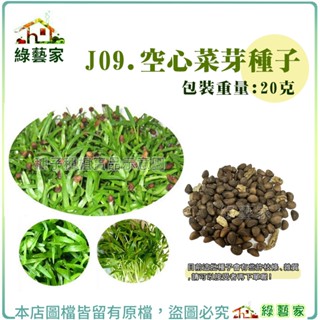 【綠藝家】J09.空心菜芽種子20克)(約400顆)(芽菜種子)芽菜類種子 蔬菜種子 蔬菜 園藝 種植 空心菜 菜園