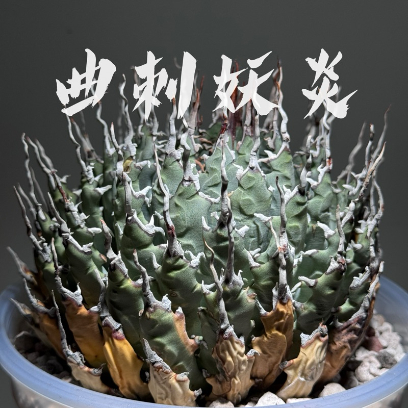 寅福塊根 曲刺妖炎 Agave utahensis 原產株 7-10cm左右 龍舌蘭 批發 零售