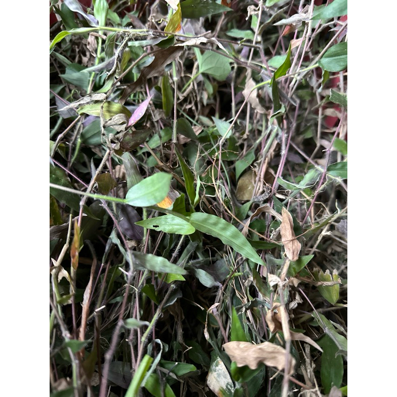 植物染-藎草（黃色）、楊梅葉、楊梅樹皮