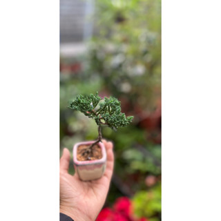 珍珠柏/微盆景/豆盆/小品盆栽⋯