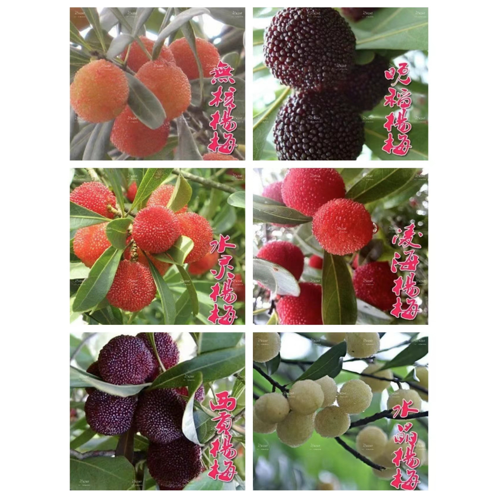（楊梅多品種）多年生水果  東魁楊梅種子  盆栽 地栽 楊梅 種子 南方北方種植當年結果種子 水果種子 美容養顏水果