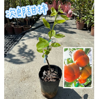 田尾玫瑰園 l 次郎甜柿（嫁接苗）【4.5吋黑軟盆 高度約35cm】 水果苗 柿子品種 (田尾在地商家)