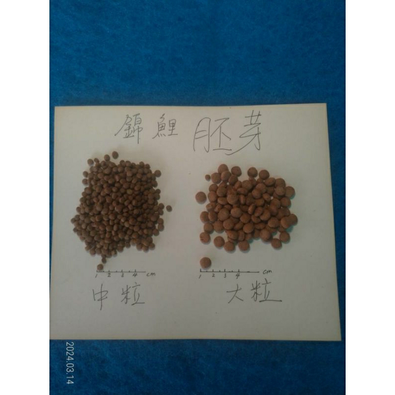 高雄觀鯉水族批發）錦鯉高級胚芽飼料。台灣最頂級工廠生產
