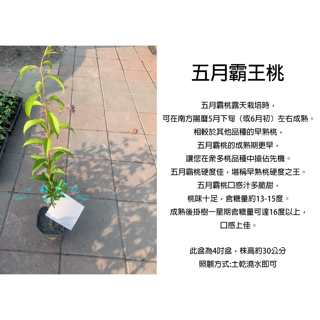 心栽花坊-五月霸王桃/霸王水蜜桃/水蜜桃品種/4吋盆/嫁接苗/水果苗/觀花植物/售價380特價300