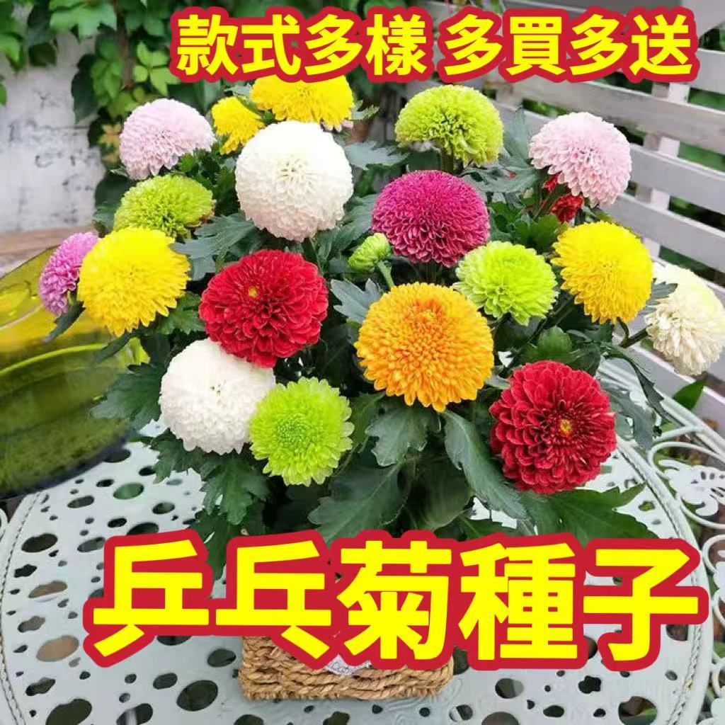 免運【 乒乓菊種子】小雛菊 糖果菊 乒乓菊種子 四季種植菊花種子  易養活球行菊花 室內室外盆栽花卉籽  鮮花盆栽 種子