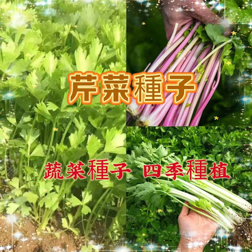 【買二送一】芹菜種子 四款小香芹種子 四季蔬菜種植庭院陽台芹菜菜園種子超高發芽率一元一粒 蔬菜種子