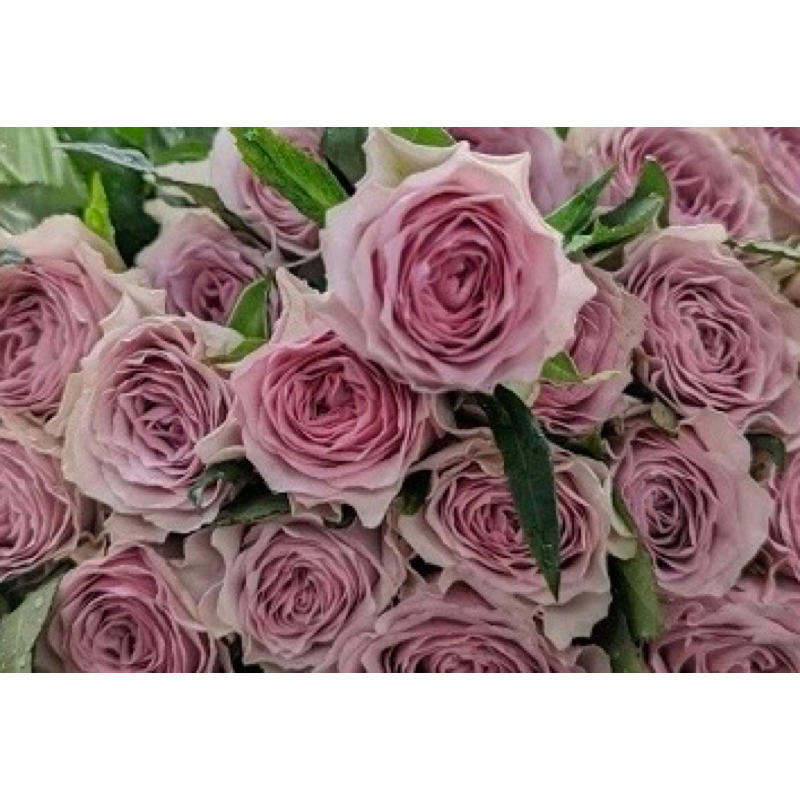 玫瑰花🌹切花品種.プラムマリー梅花瑪麗玫瑰花🌹使用玫瑰專用土