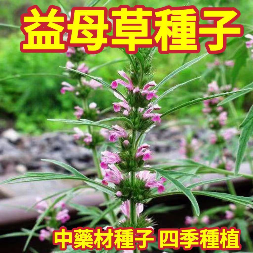 免運【益母草種子】中藥材種子 全身是寶 四季種植   耐寒種植 高發芽 多年生植物 營養豐富