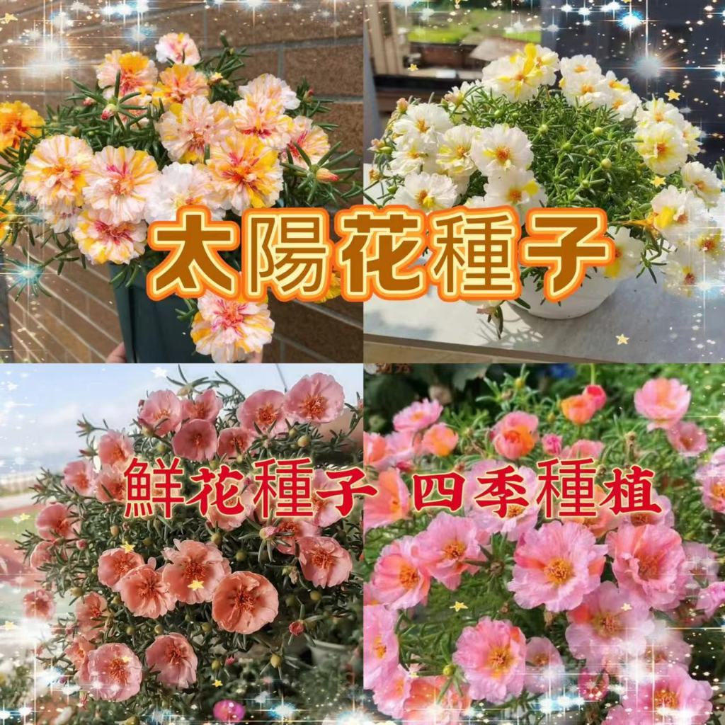 【買一送一】重瓣太陽花種子 四季播種松葉牡丹易活開花不斷室內外陽臺種植 觀賞花卉種子