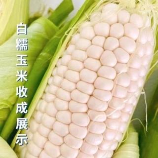 🔥🔥今年新品 高質量 白龍王玉米種子白玉米種子 玉米種子 水果玉米種子 爆漿白玉米 可生吃玉米 100%發芽 四季播種