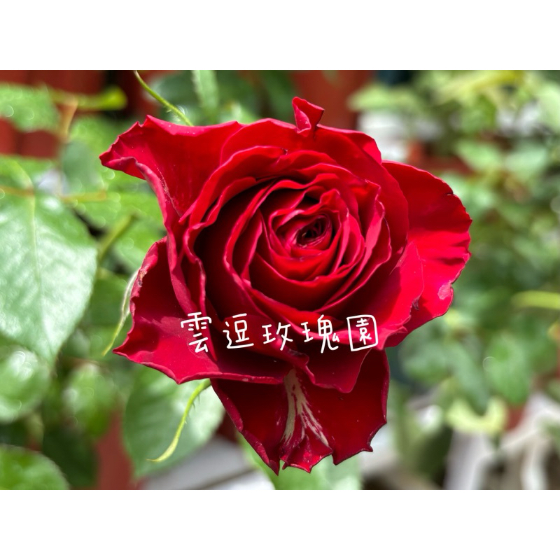 玫瑰花🌹花期長.所愛之人玫瑰花.西班牙愛人玫瑰花🌹使用玫瑰專用土.切花品種
